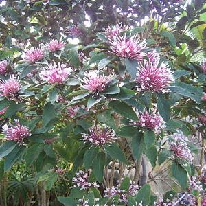 พิมพ์ตัดอลูมิเนียมสาวสันทราย(Aluminum mold cutter Clerodendrum quadriloculare Merr. )