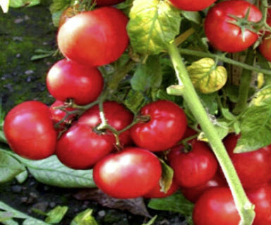 มะเขือเทศ (Tomato - Moneymaker) / 15 เม็ด (UK)
