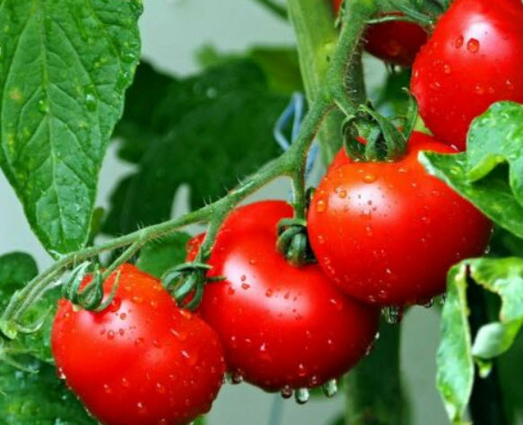 มะเขือเทศ (Tomato - Saint pierre) / 10 เม็ด