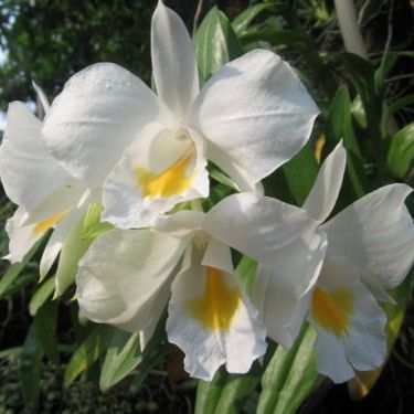พิมพ์ตัดกล้วยไม้เอื้องเงินหลวง(Aluminum mold cutter Dendrobium formosum orchids)