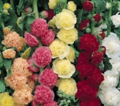 ฮอลลี่ฮ็อค (Hollyhock - Chaters Double Triumph) คละ / 260 เม็ด (UK)*