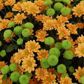 พิมพ์อลูมิเนียมตัดดอกมัม(Aluminum mold cutter dendranthemum Flower)