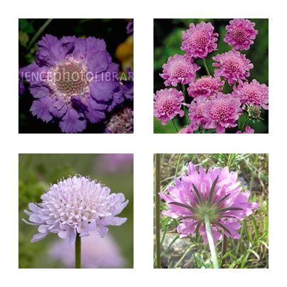 พิมพ์อลูมิเนียมตัดดอก+ใบสกาปิโอซ่า(Aluminum mold cutter SCABIOSA+ leaves )