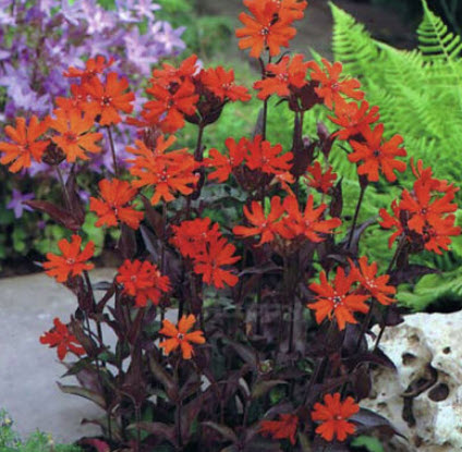 ลิชนิส (Lychnis - Arkwright's Campion) สีแดง / 120 เม็ด (UK)