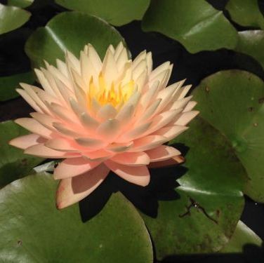 พิมพ์อลูมิเนียมตัดดอกบัวสาย+ใบ(Aluminum mold cutter WATER LILY)