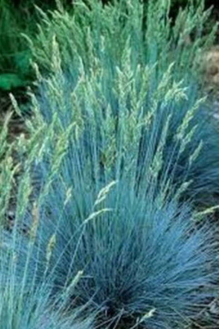 หญ้าบลูเลิฟ (Blue Love Grass) / 100 เม็ด (USA)*