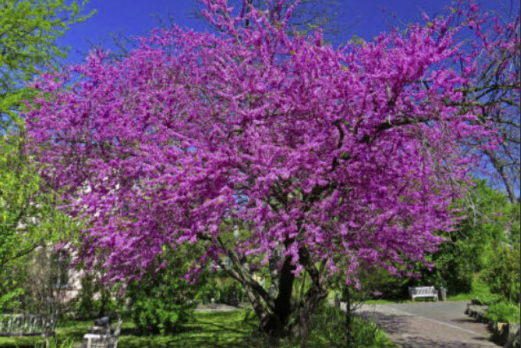 จูดาส/ยูดาส (Judas tree / Cercis siliquastrum) / 25 เม็ด (Hungary)*