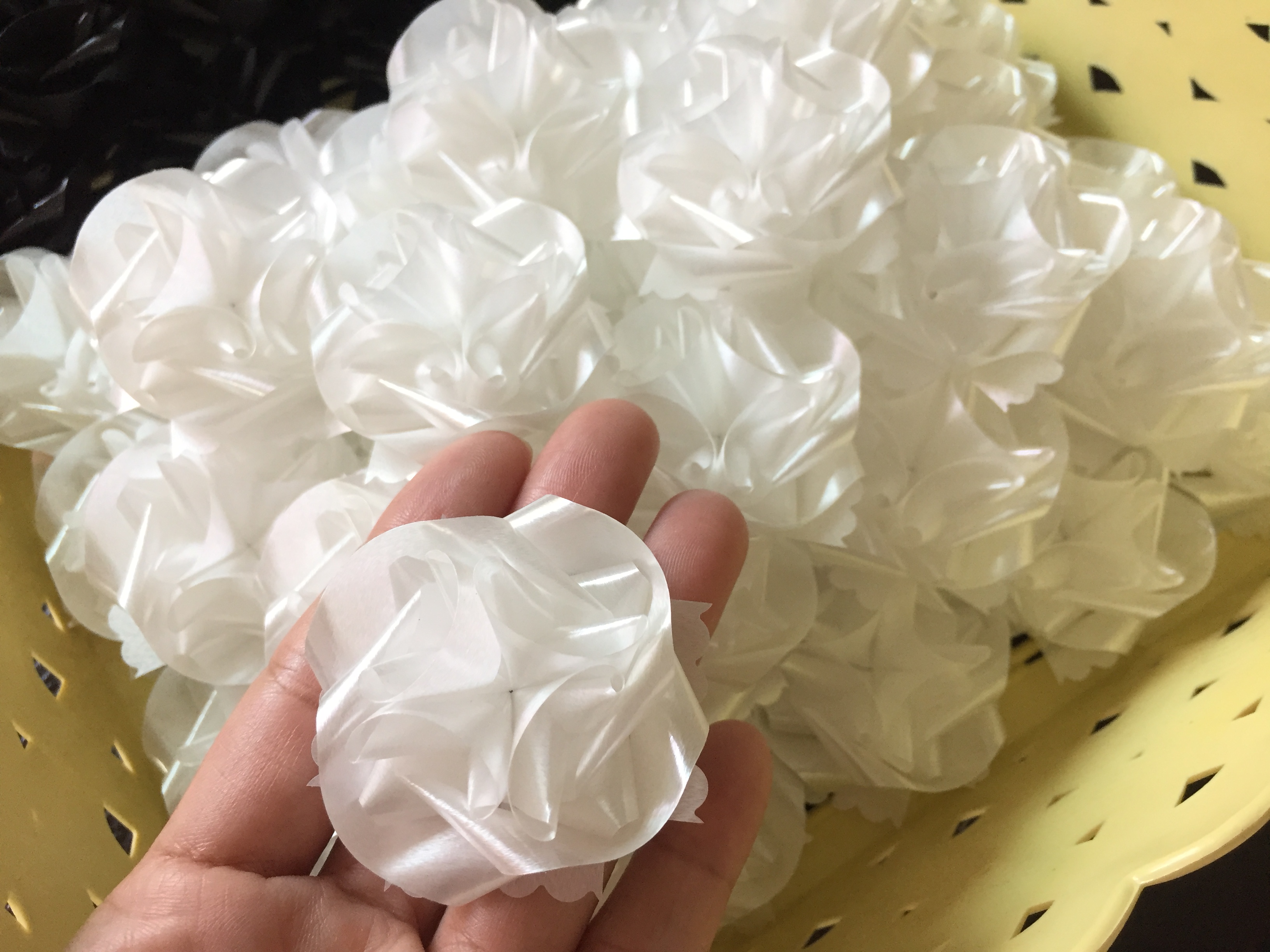 ดอกแพงพวยสีขาวเหรียญโปรยทาน