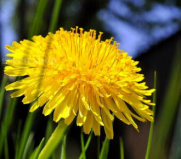แดฟโฟดิล หรือดารารัตน์ (Dandilion) สีเหลือง / 2,000 เม็ด (UK)*