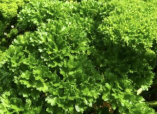 พาสซลีย์ (Parsley - Moss Curled) / 100 เม็ด (UK)