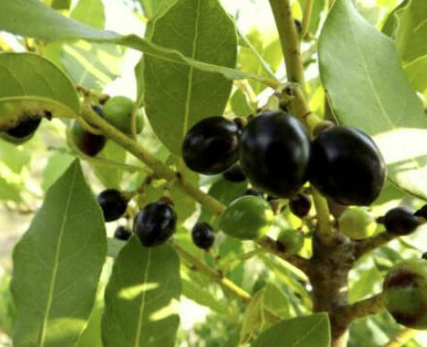 เมล็ดใบกระวาน (Bay Laurel Tree / Laurus nobilis) / 5 เม็ด (Turkey)