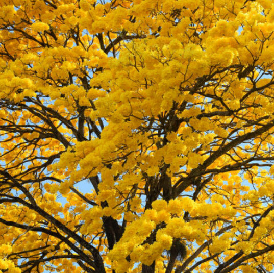 เหลืองอินเดีย (Yellow Trumpet Tree) / 5 เม็ด (UK)*