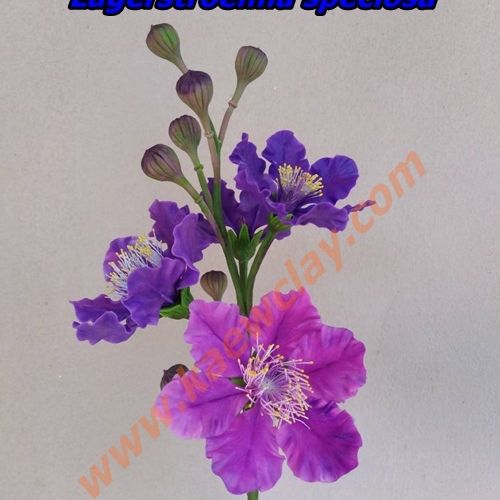 ดอกอินทนิล เสลา ตะแบก(Queen's crape myrtle)