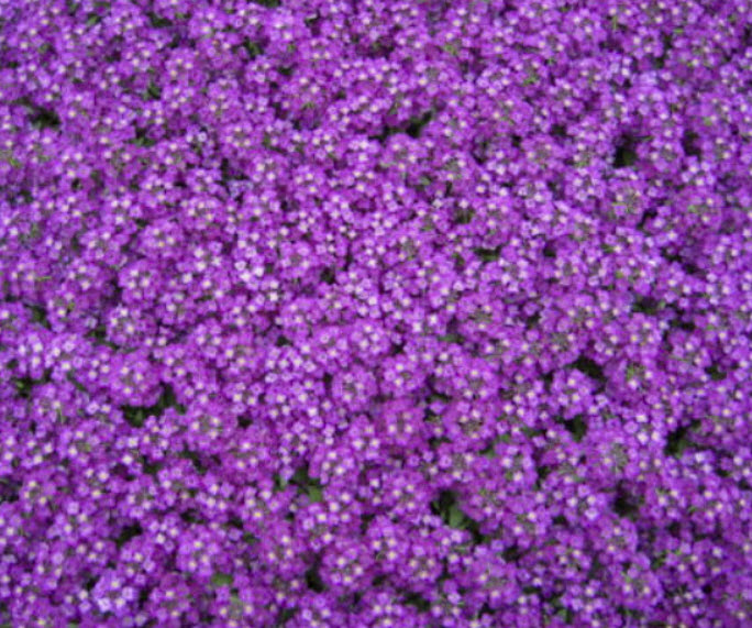 อลิสซั่ม หรือสวีทอลิสซั่ม (Sweet Alyssum) สีม่วง / 2,500 เม็ด (UK)*