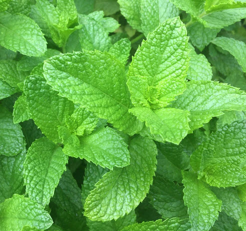 สเปียร์มิ้นท์ (Spearmint) / 200 เม็ด