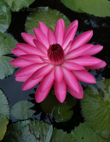 บัวสาย'วารีลาภ' / N.'Wareelarp'