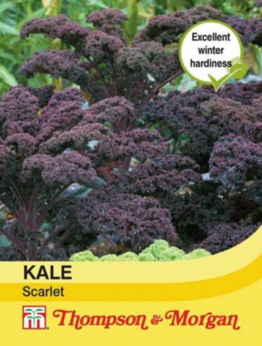 ผักเคล - สกาเล็ท (Kale Scarlet) ม่วง / ซอง 200 เม็ด (UK)*
