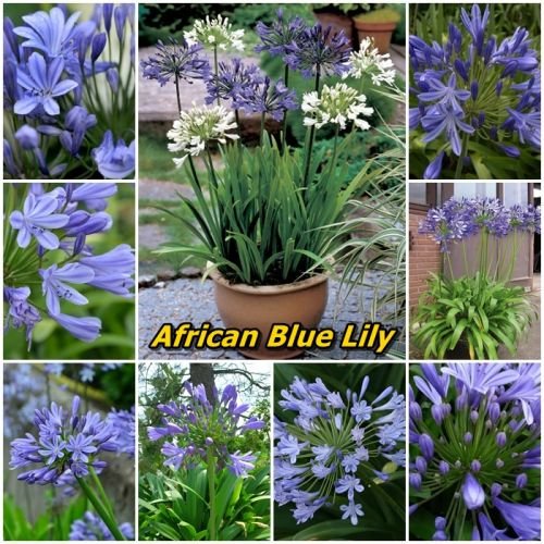 พิมพ์ตัดอลูมิเนียมดอกแอฟริกันบลูลินลี่(Aluminum mold cutter African Blue Lily + leaves )