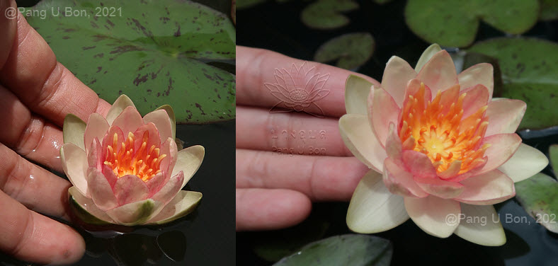 บัวฝรั่ง 'กราซิเอลล่า' / Hardy Waterlily N.'Graziella'