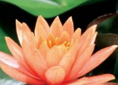 บัว โคโลราโด้ สีส้ม / 200 เม็ด
