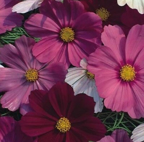 ดาวกระจาย หรือคอสมอส เซ็นเซชั่น (Cosmos - Sensation) / 100 เม็ด (UK)*