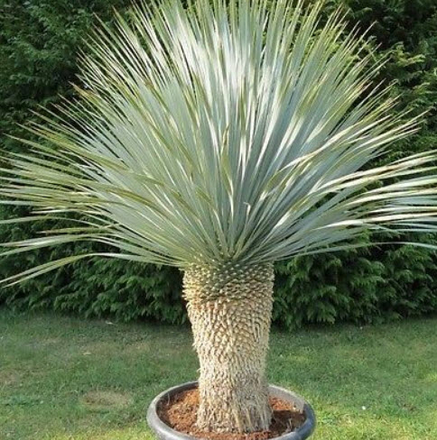 บีค ยุกคา (Beaked Yucca) / 7 เม็ด (UK)