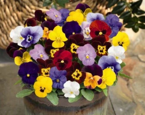 แพนซี - สก็อต ไฮบริดจ์ (Horned Pansy - Scotch Hybrids) ดอกใหญ่ คละ / 300 เม็ด (UK)