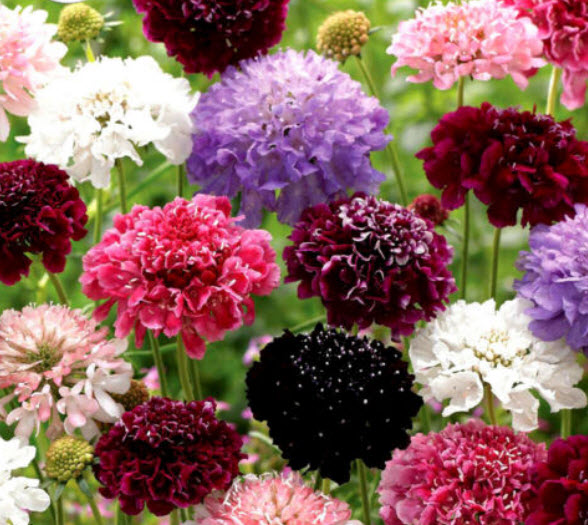 สวีท สกาบิโอซา (Sweet Scabiosa) ดอกซ้อน คละสี / 50 เม็ด (UK)*