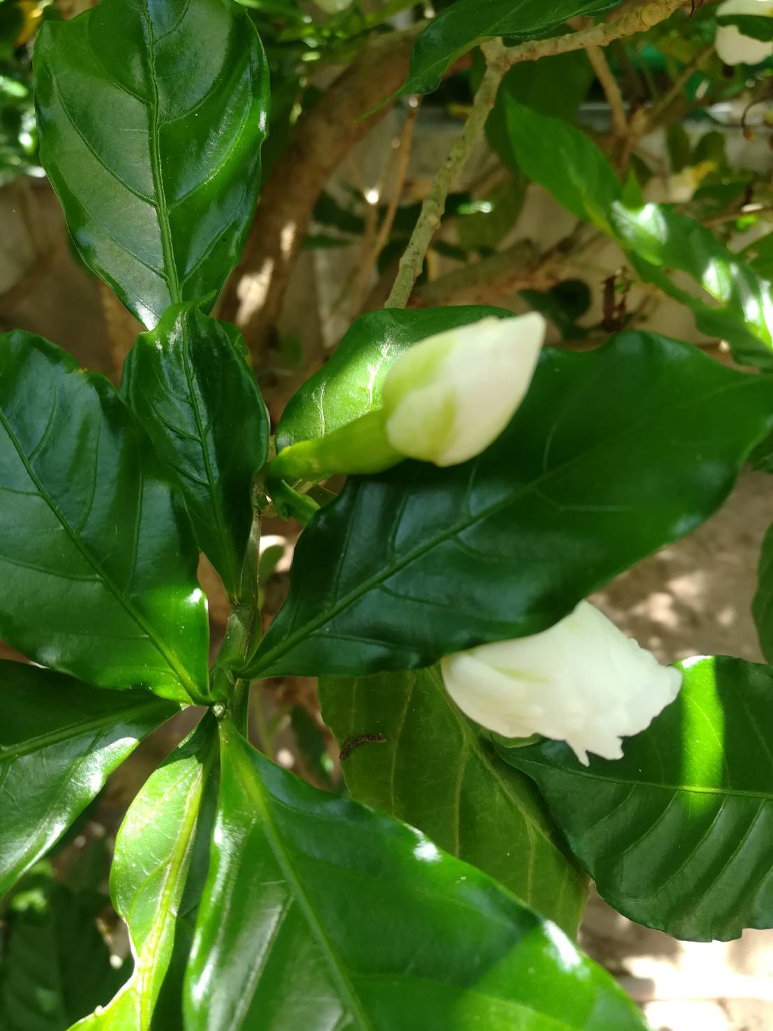 พิมพ์ตัดพุดกุหลาบ(Mold cutter Clavel De La India(Tabernaemontana divaricata)