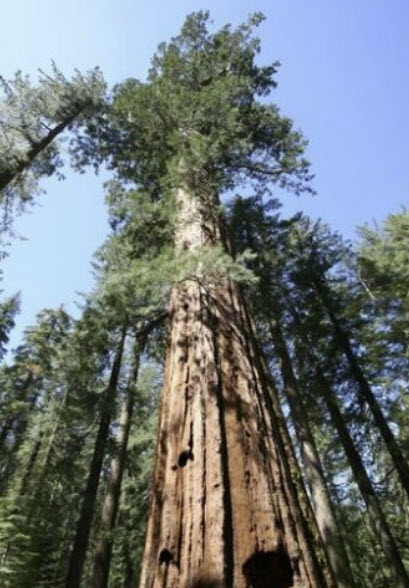 สนยักษ์ซีคัวญ่า หรือไจแอนท์ เรดวู๊ด (Giant Sequoia / Giant Redwood) / 20 เม็ด (UK)*