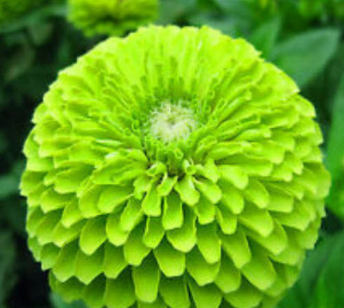 บานชื่น สีเขียว (Lime Queen Zinnia) / 360 เม็ด (UK)*