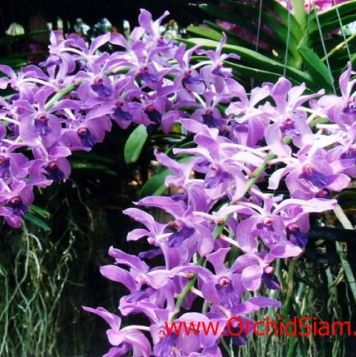 พิมพ์ตัดดอกกล้วยไม้ช้างบลู(Aluminum mold cutter Vanda chostylis Azure .)