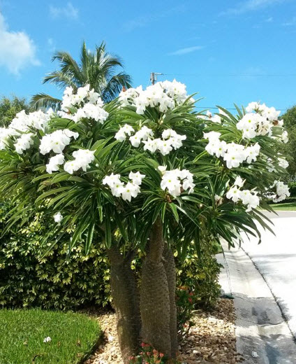 ปาล์มมาดากัสการ์ (Madagascar Palm) / 10 เม็ด (Portugal)*