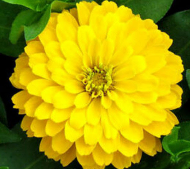 บานชื่น สีเหลืองทองดอกใหญ่ (Zinnia - Golden Yellow) / 40 เม็ด (UK)*