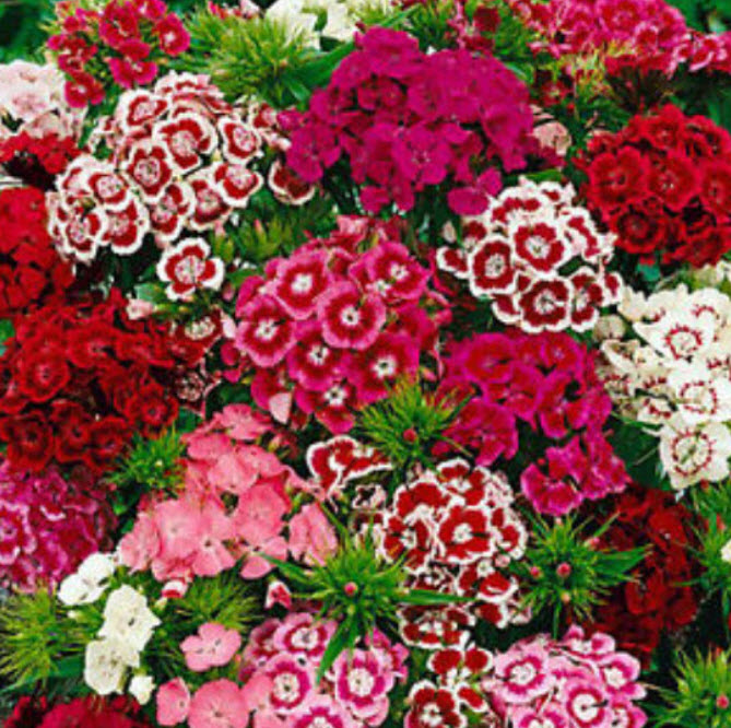 สวีท วิลเลี่ยม หรือผีเสื้อช่อ (Sweet William) ซ้อน คละ / 1,000 เม็ด (UK)*