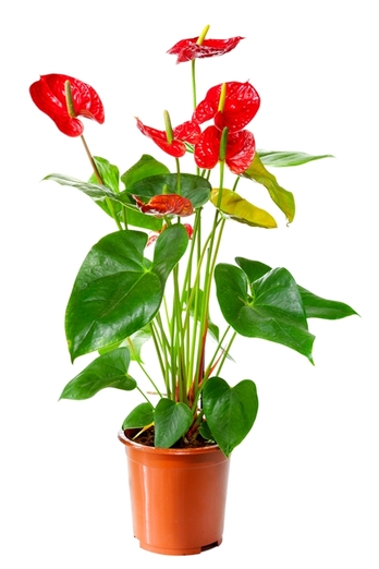 เรซินอัดลายใบหน้าวัว(Veiners Anthurium andraeanum leaf )