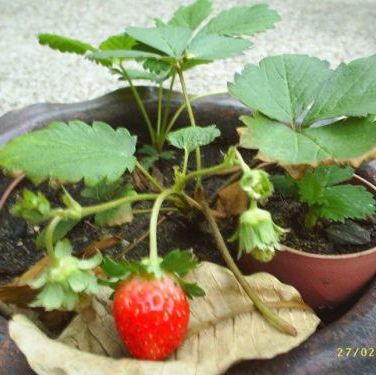พิมพ์เรซินอัดลายใบสตอเบอรี่(Veiners Strawberry leaf )