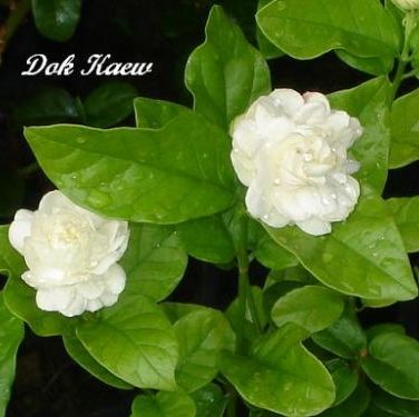 พิมพ์อัดลายเรซิน,ซิลิโคน ใบมะลิ(Veiners Jasmin leaf )