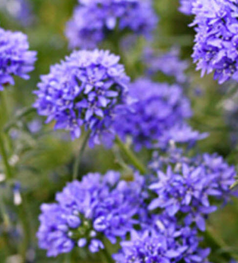 บลูเฮด กิเลีย (Bluehead Gilia) / 1,000 เม็ด (UK)*