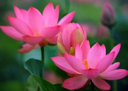 บัวหลวง สีชมพู / 10 เม็ด