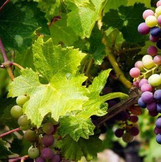 ซิลิโคน,เรซินอัดลายใบองุ่น(Silicone, Veiners resin grape leaves)