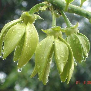 พิมพ์ตัดอลูมิเนียมดอก+ใบกระดังงา(Aluminum mold cutter Ylang-ylang )