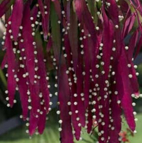 ริพซาลิส สายทับทิม (Red Rhipsalis) / 5 เม็ด (Israel)