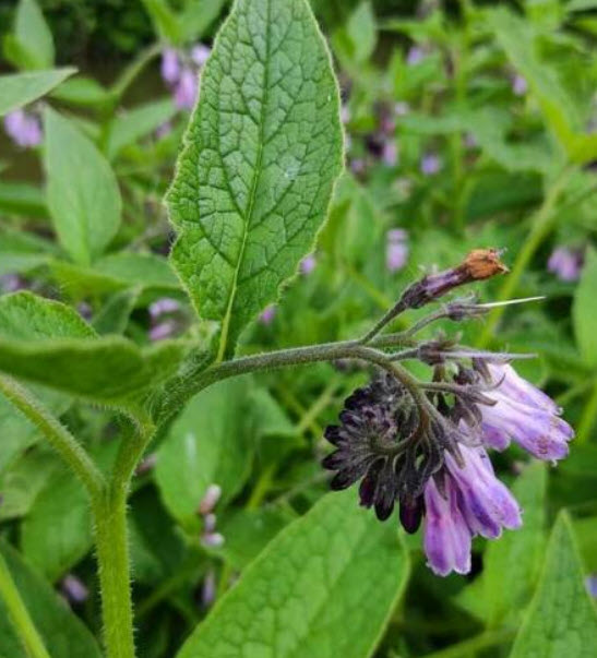 คอมเฟรย์ (Comfrey / Symphytum Officinale) / 25 เม็ด (UK)*