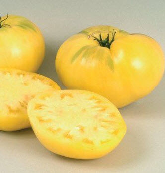 มะเขือเทศบีฟสเต็ก (Beefsteak tomato) สีเหลือง / 100 เม็ด (UK) *