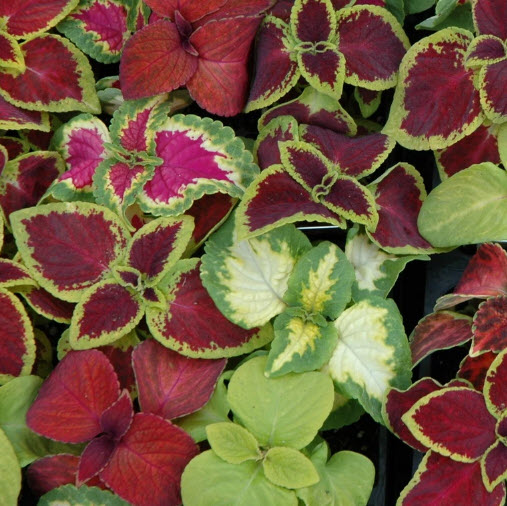 ฤาษีผสมแฟนซี (Coleus - blumei Rainbow) / 100 เม็ด (France)*