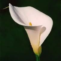เรซินอัดลายดอกคาร่า(Veiners calla lily)