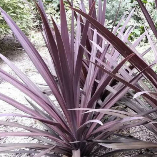 จันผาม่วงออสเตรเลีย (Cordyline Australis / Red Cabbage) / 10 เม็ด (UK)*