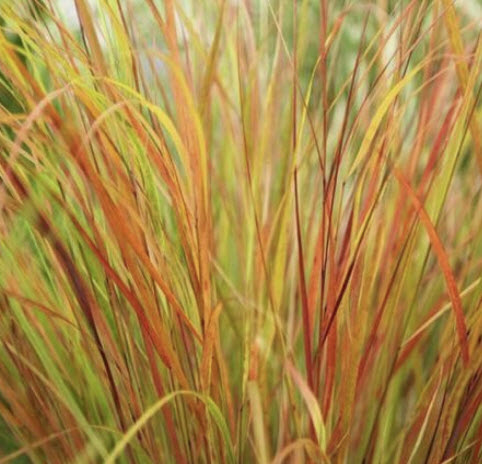 หญ้าหางนกยูง (Anemanthele lessoniana) / 25 เม็ด (Spain)