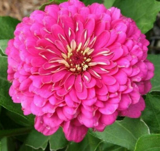 บานชื่น (Zinnia) สีขาว / 50 เม็ด (UK)